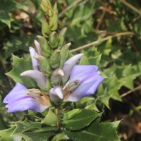 Acanthus ilicifolius L.
